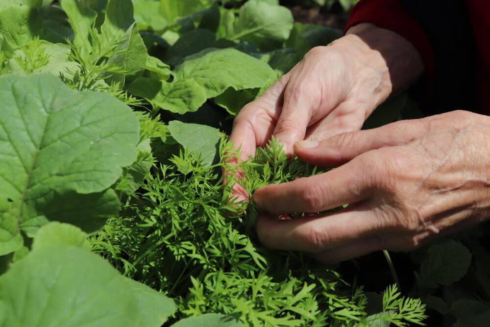 Hands feeling carrot leaves among other vegetables.